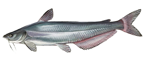 Blue Catfish