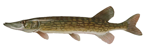 Chain Pickerel