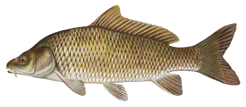 Common carp