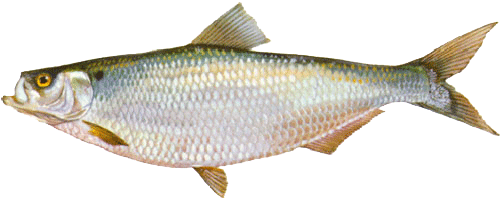 Hickory Shad