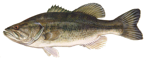 Largemouth Bass