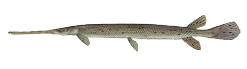 Longnose Gar