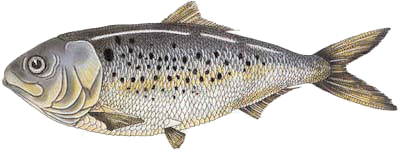 Menhaden