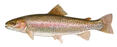 Rainbow Trout