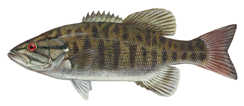 Smallmouth Bass