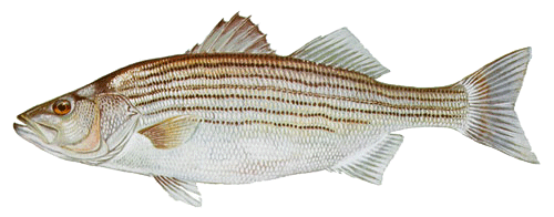 Striped Bass