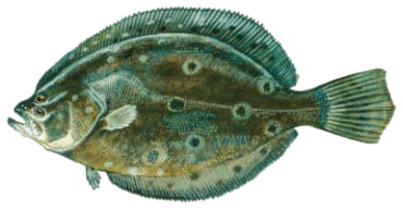 Summer Flounder