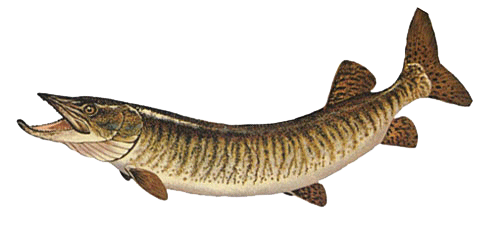 Tiger Muskie