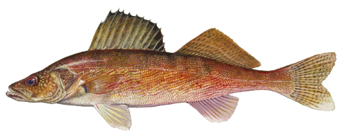 Walleye