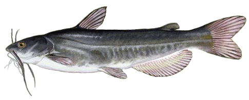 White Catfish