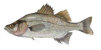 White Perch