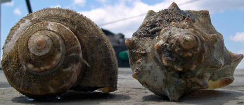 Channel and Knobby Whelks