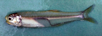 bay anchovy