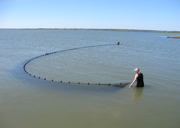 Biologist in the water with a Beach Seine