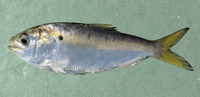 Atlantic Menhaden