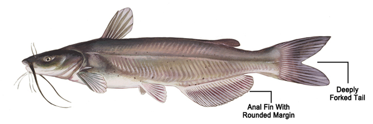 channel catfish