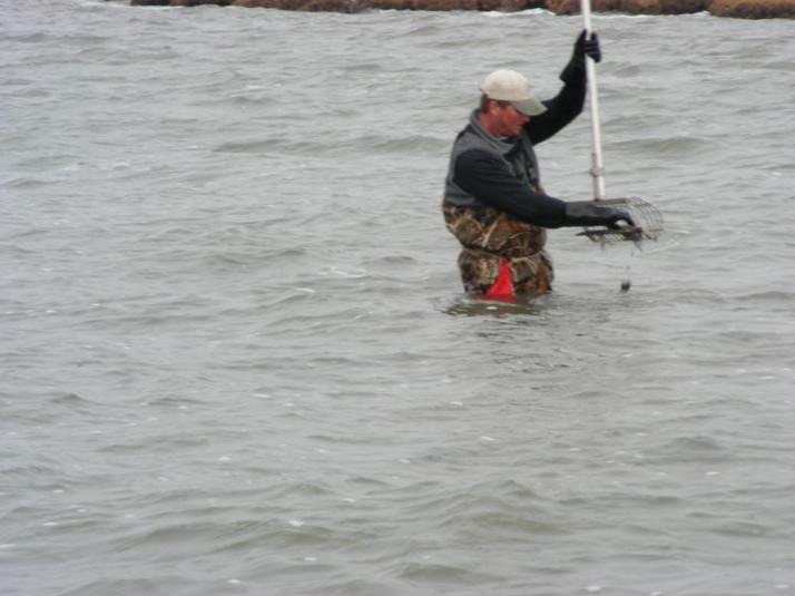 Man in the water Clam Raking