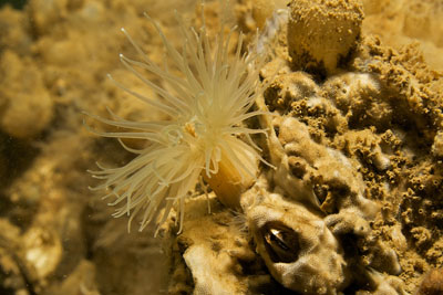 Cook Point Reef Photo