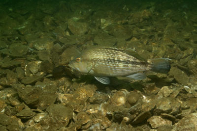 Cook Point Reef Photo