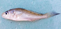 Atlantic Croaker