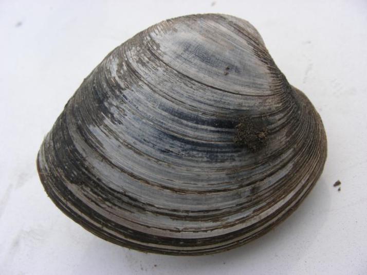 Hard Clam