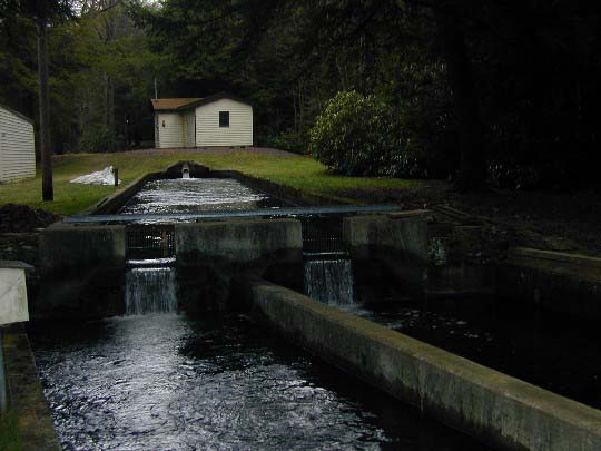 Photo of Bear Creek Hatchery raceway.