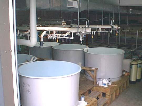 Photo of Joseph Manning Hatchery larval tanks.