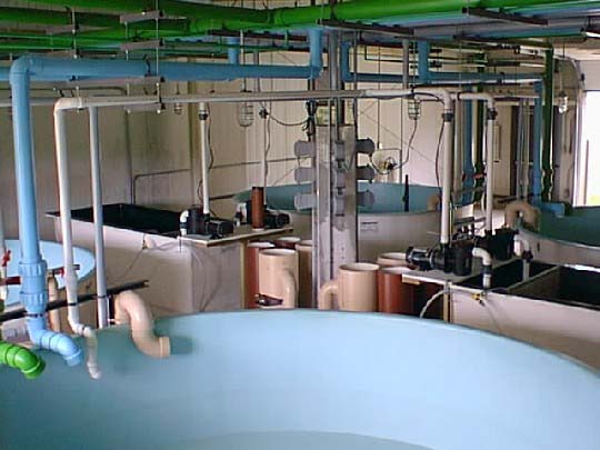 Photo of Joseph Manning Hatchery spawning tanks.