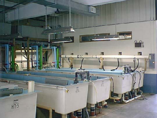 Photo of Joseph Manning Hatchery raceways.