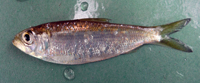 Alewife Herring (YOY)