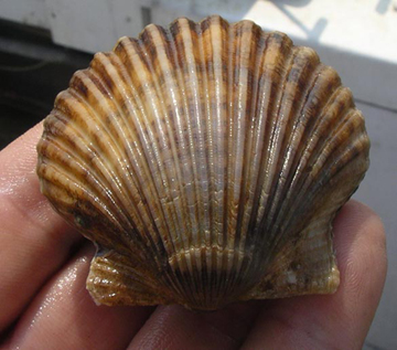 Bay Scallop