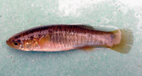 Mummichog