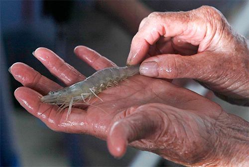 Non Shellfish Aquaculture