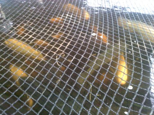 Non Shellfish Aquaculture