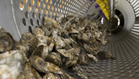 Shellfish Aquaculture