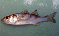 YOY Striped Bass