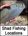 Shad Fishing Locations