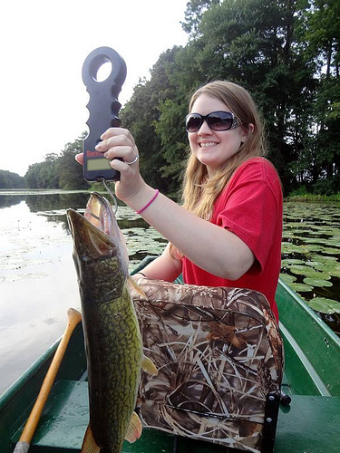 Chain Pickerel