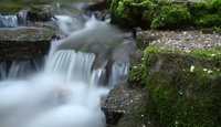 Brook Trout Stream