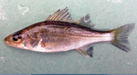 YOY white perch