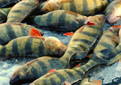 Photo of yellow perch.