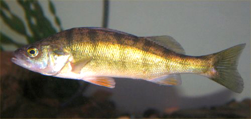 Yellow perch