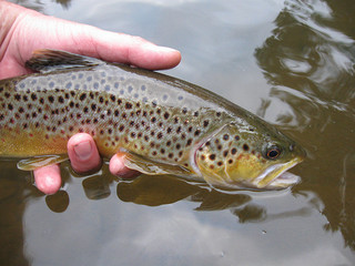 Brown Trout