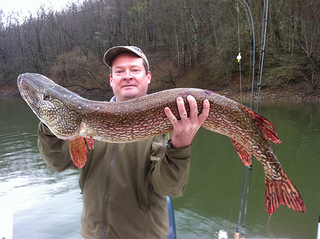 Northern Pike