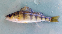 YOY yellow perch