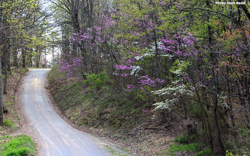 Maryland's State Forests