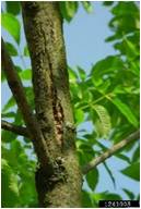 Bark splitting