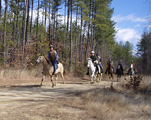 Horseback riding in Doncaster Demonstration Forest