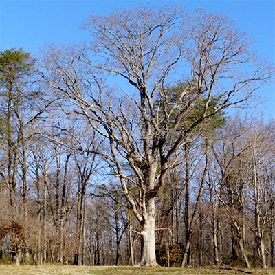 Elk Neck State Forest Arboretum