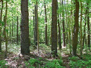 Plum Creek Natural Area within Elk Neck State Forest, photo by Jason Harrison